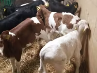 Banteng, Cattle — foto 6
