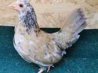 Chickens — foto 3