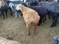 绵羊（批次，未指定性别）, Sheep — 照片 2