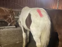 اسب نر, Yakutian horse — عکس 5