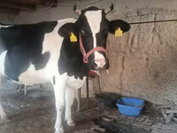 Krava, Russian Black pied cattle — foto 3