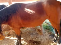 گھوڑی, French Trotter — تصویر 3