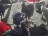 Turkeys — foto 4