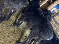 Kambing jantan, Sheep — foto 1