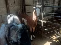 Էգ այծ, Այծեր — լուսանկար 6