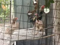 Chickens — zdjęcie 1
