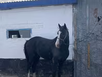 حصان, Kazakh horse — الصورة 1