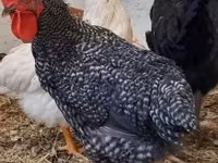 Chickens — foto 1