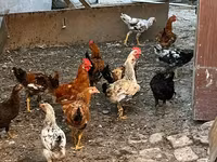 Chickens — foto 1