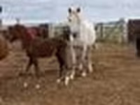 암말, Horse breed — 사진 3