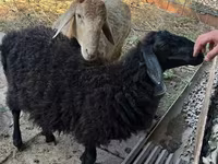 Kambing jantan, Hissar sheep — foto 6
