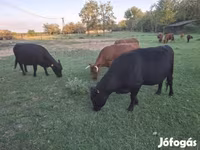 Lembu betina, Dexter — foto 3
