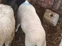 میش, Dorper sheep — عکس 3