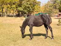 At, Nonius horse — foto 1