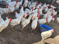 Chickens — sawirka 3