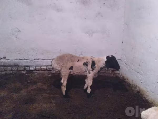 Widder, Suffolk sheep