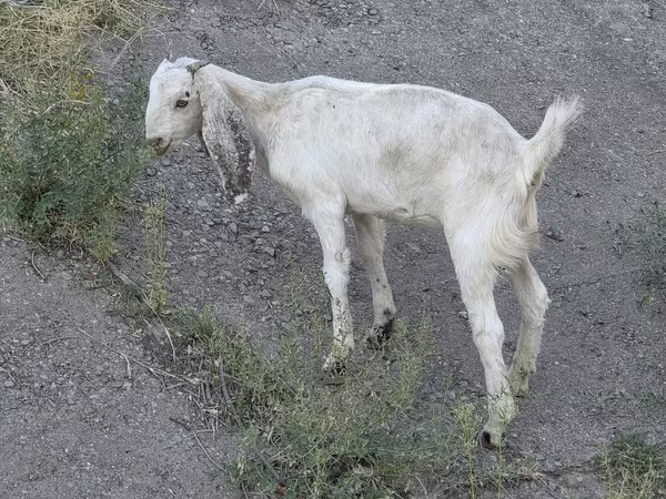 بز ماده, Beetal goats