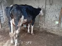 گاو ماده, گاو — عکس 4