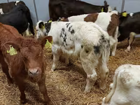 Toro, Vaca Limousin — foto 2