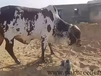 Говбуз, Simmental cattle — акс 2