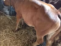 Bull, Limousin cow — photo 3