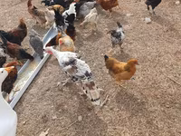 Chickens — zdjęcie 2