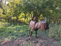 Caprone, Capre — foto 2