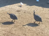 Guinea fowl — फ़ोटो 1