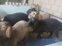 Vædder, Hissar sheep — foto 5