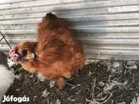 Silkie — foto 5