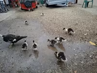 Ducks — zdjęcie 2