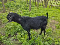 Buk, Nubian Goat — foto 5