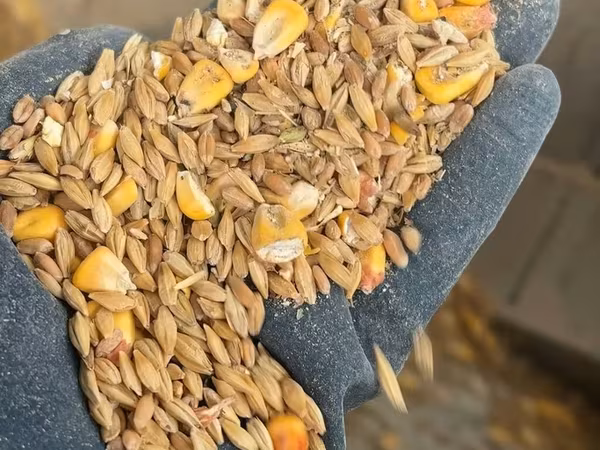 Продаю дробленка 3в1 в мешках с погрузкой Ячмень кукуруза пшеница