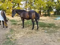 اسب نر, Nonius horse — عکس 2