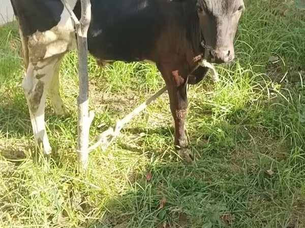 Bull, Cattle