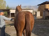 اسب نر, Thoroughbred horse — عکس 3