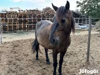 Kůň, Hucul pony — foto 3