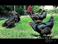Chickens — عکس 5