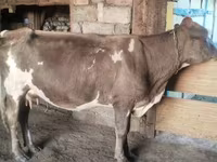 Lembu betina, Latvian Blue cattle — foto 8