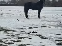Cavallo, Lipizzaner — foto 1