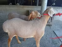 Ovce, Arashan sheep — foto 3