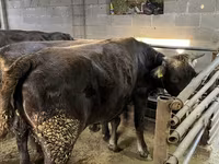 Vacă, Bovine — foto 4