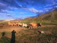 Vacă, Bovine — foto 2