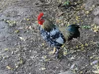 Chickens — 사진 4