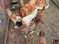 Chickens — புகைப்படம் 3
