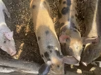 Porci (lot, sex nespecificat), Дюрок — foto 1