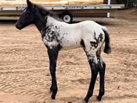 Merrie, Appaloosa — foto 5