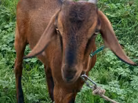 Capra, Nubian Goat — foto 2