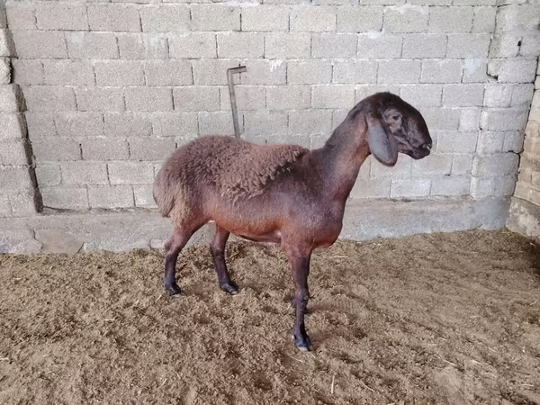 Овце (партида, пол не е посочен), Blackheaded Persian sheep