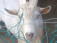 Kambing betina, Goats — foto 5